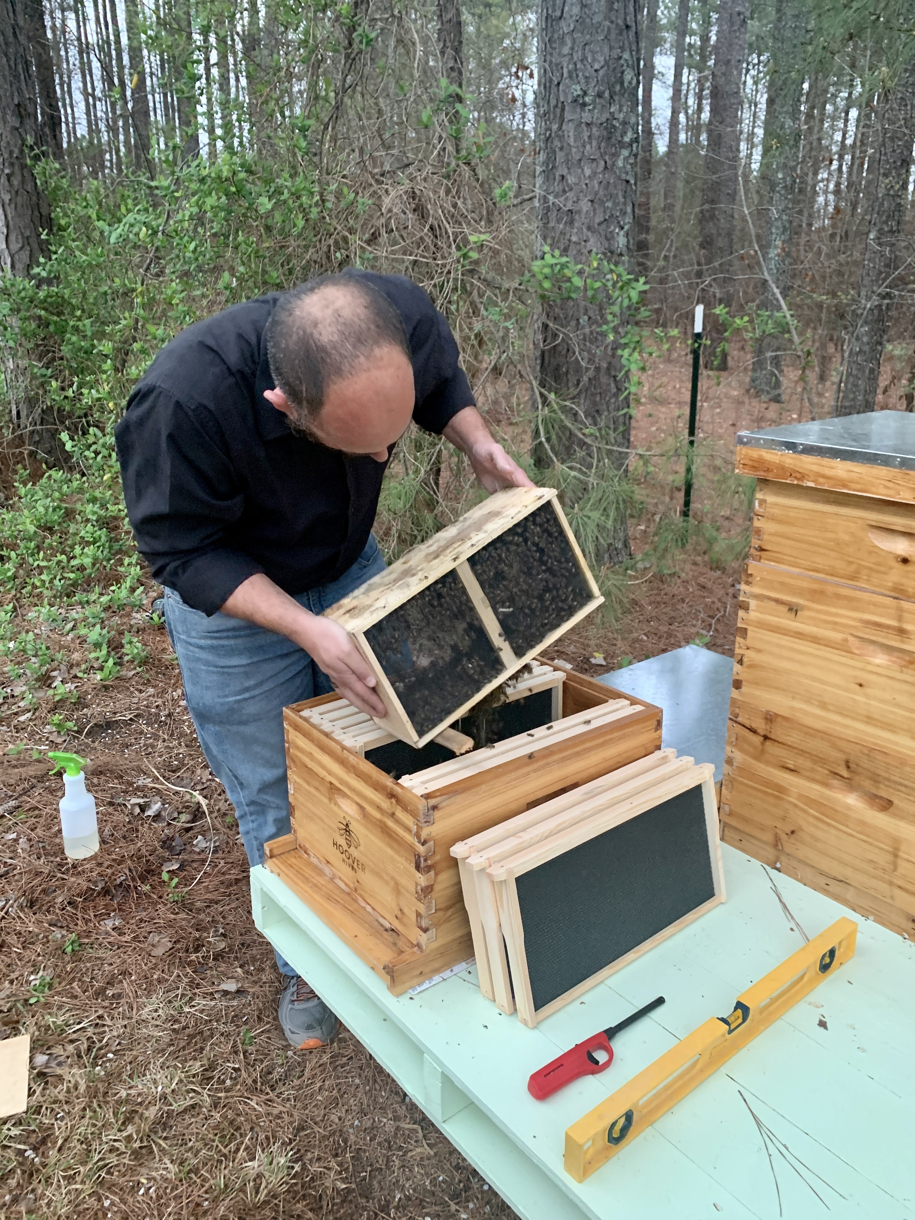 Honey Bees